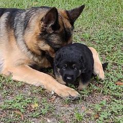 German Shepherds from Telos Shepherds