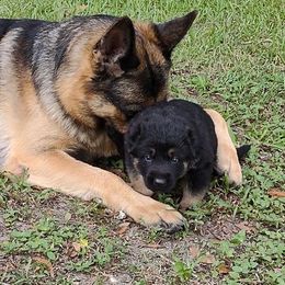 German Shepherds from Telos Shepherds