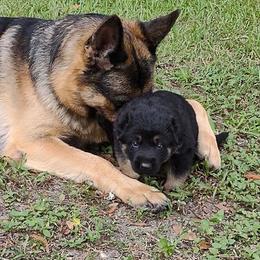German Shepherds from Telos Shepherds