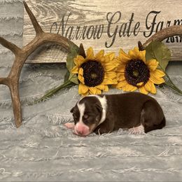 Frappe - White and red male Border Collie puppy in Moody, Texas from Narrow Gate Farm