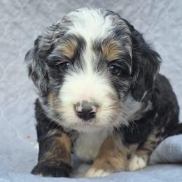 Iris - Merle female Bernedoodle puppy in Shelton, Washington from NW Bernedoodles of Washington