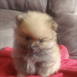 Pomeranian Puppies from Fancy Paws Pomeranian