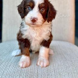 Tiana - Brown and white female Bernedoodle puppy in Owasso, Oklahoma from Kallams Bernedoodles & Bernese Mountain Dogs