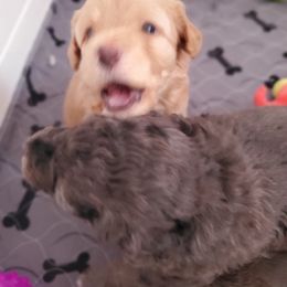 Aussiedoodle and Bernedoodle Puppies from Color Country Doodles