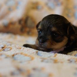 Pink Collar Girl - Black and tan female Yorkipoo puppy in Las Vegas, Nevada from Plush Toy Poodle Puppies & Pals