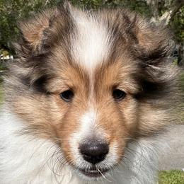 Shetland Sheepdog Puppies from Cielito Lindo Shelties