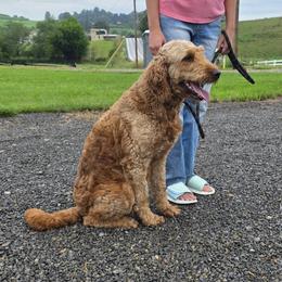 Robin - Apricot female Goldendoodle puppy in Sugarcreek, Ohio from True Hearted Doodles