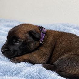 Girl 1 - Black sable female Belgian Malinois puppy in Dallas, Texas from Kaizen Ruach Malinois
