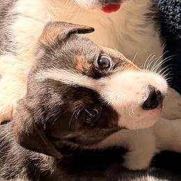 Stella - Black and white female Cardigan Welsh Corgi puppy in Amsterdam, New York from Castle Cardigan Welsh Corgis