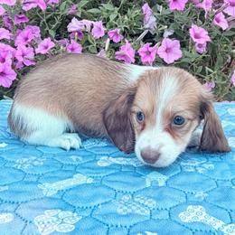 Fiona - Chocolate and cream female Dachshund puppy in Cherry Tree, Oklahoma from Peavine Creek Dachshunds
