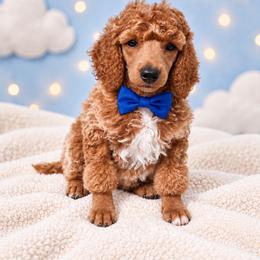 Jonah - Apricot male Poodle puppy in Washington, Pennsylvania from Patriotic Poodles