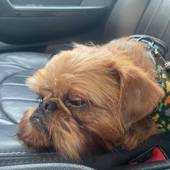DUKE - Brussels Griffon