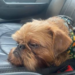 DUKE - Brussels Griffon