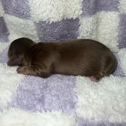 Mike - Chocolate and cream male Dachshund puppy in La Junta, Colorado from Royal King’s Mini Dachshunds