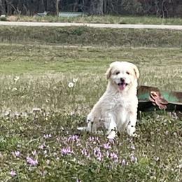 Bentley - Cream male Aussiedoodle puppy in Greenwood, Arkansas from Royal J Aussies and Aussiedoodles