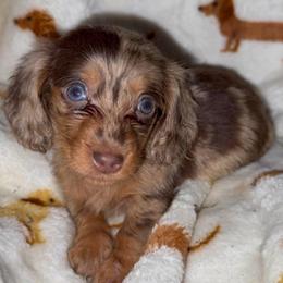 Nash - Dapple male Dachshund puppy in Connersville, Indiana from MoonShine Babies