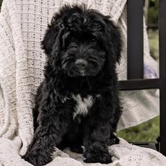 Green Collar Girl - Black Assorted Doodle Crosses puppy in Hebron, Indiana from Duneland Doodles