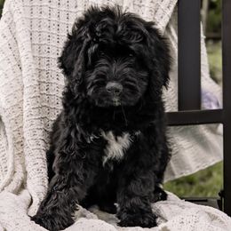 Green Collar Girl - Black Assorted Doodle Crosses puppy in Hebron, Indiana from Duneland Doodles