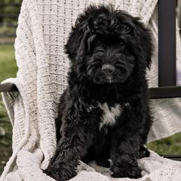 Green Collar Girl - Black Assorted Doodle Crosses puppy in Hebron, Indiana from Duneland Doodles