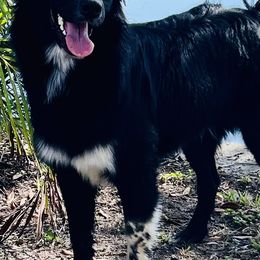 Australian Shepherds from Udder Chaos Ranch