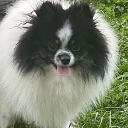 Buddy - Pomeranian