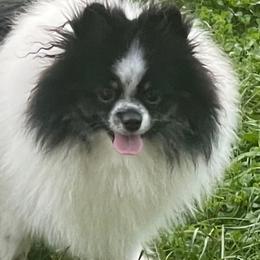 Buddy - Pomeranian