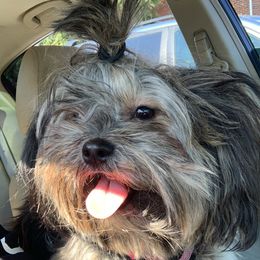 Cherish - Shih Tzu