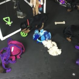 Doberman Pinscher Puppies from Prima Dobermans