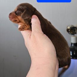 Girl 3 - Chocolate and tan female Dachshund puppy in Lansing, Michigan from Black Thunder 517 Cane Corso and Dachshunds and frenchies