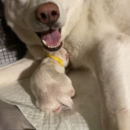 Siberian Husky Puppies from Blue Skyes Huskies