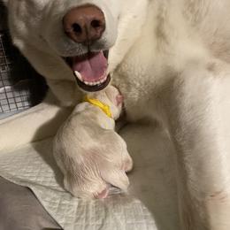 Siberian Husky Puppies from Blue Skyes Huskies