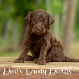 Queen - Brown and white female Aussiedoodle puppy in Roebuck, South Carolina from Dani's Dandy Doodles