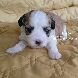 Girl3 - White female Havanese puppy in Batesville, Arkansas from Hillbilly Havanese