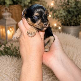 Joey - Black male Miniature Schnauzer puppy in Miami, Florida from Chiquiticos Shnauzers