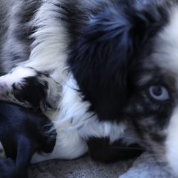 Miniature American Shepherds from EverSummer Minis