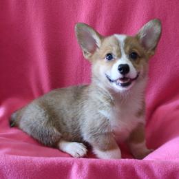 PP Female 1 - Sable female Pembroke Welsh Corgi puppy in Texas from Wild West Corgis of Texas