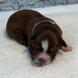 Vince - Red tri male Miniature Australian Shepherd puppy in Midway, Texas from L Bar W Aussie Ranch