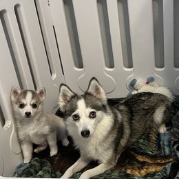 Juvie - Pomsky