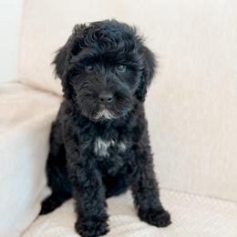 Whale - Black male Goldendoodle puppy in Redmond, Oregon from Bourbon and Lace Doodles