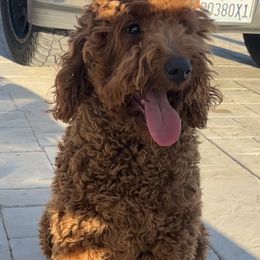 Poodle puppies from gucci_bentleys_goldendoodles