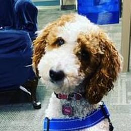 Old English Sheepdogs and Poodles from Jancek Farm