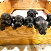 Standard Schnauzer Puppies from OmaStarke Standard Schnauzers