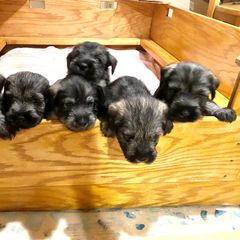 Standard Schnauzer Puppies from OmaStarke Standard Schnauzers