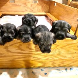 Standard Schnauzer Puppies from OmaStarke Standard Schnauzers