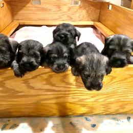Standard Schnauzer Puppies from OmaStarke Standard Schnauzers
