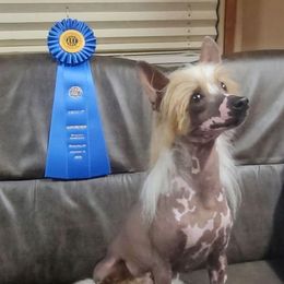 American Hairless Terriers and Chinese Cresteds from Edelweiss Kennels