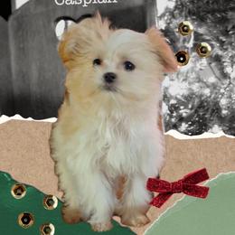 Caspian - White male Mi-Ki puppy in Toronto, Ohio from Shekinah’s Mi-Kis & Cricket Hill’s Westies