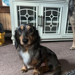 Rigs - Dachshund