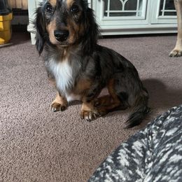 Rigs - Dachshund