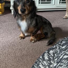 Rigs - Dachshund